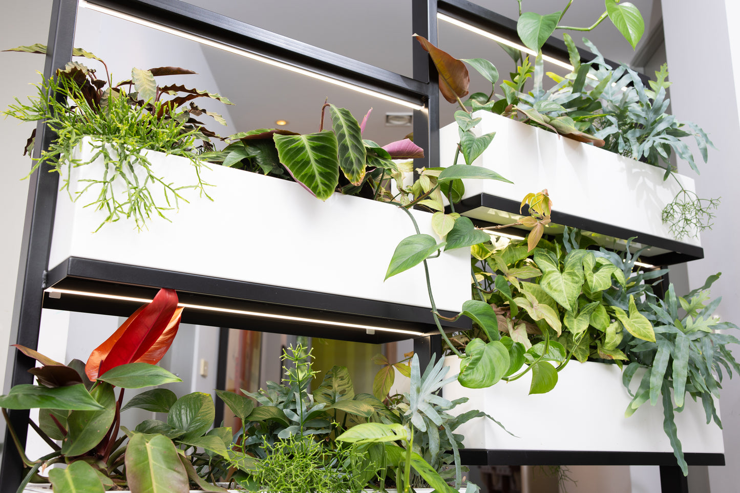 O2 Living Divider