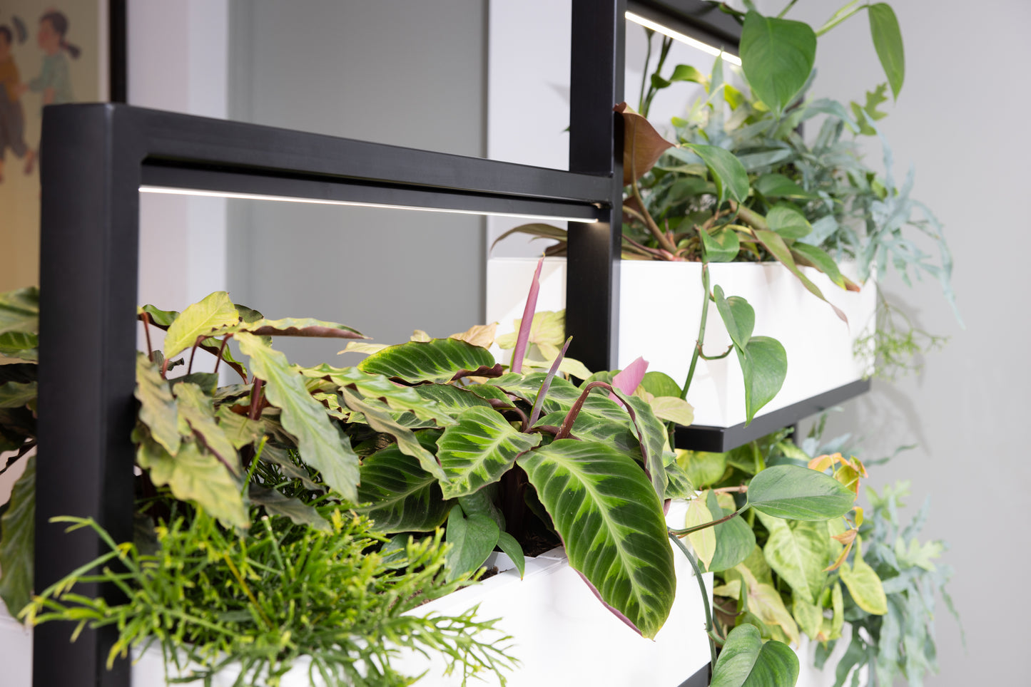 O2 Living Divider