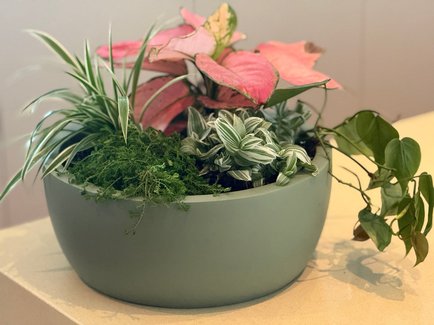 Pot & Plant Corporate Gifts - potted to order