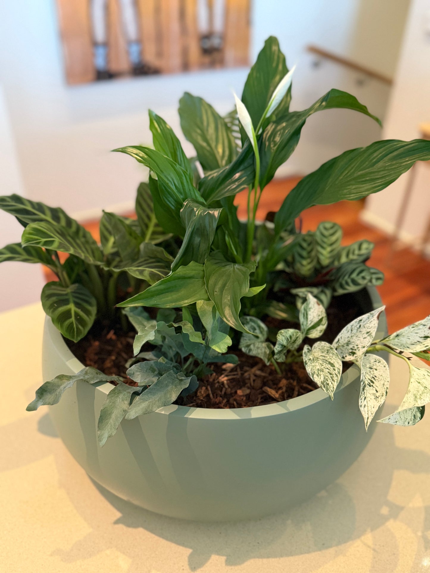 Pot & Plant Corporate Gifts - potted to order