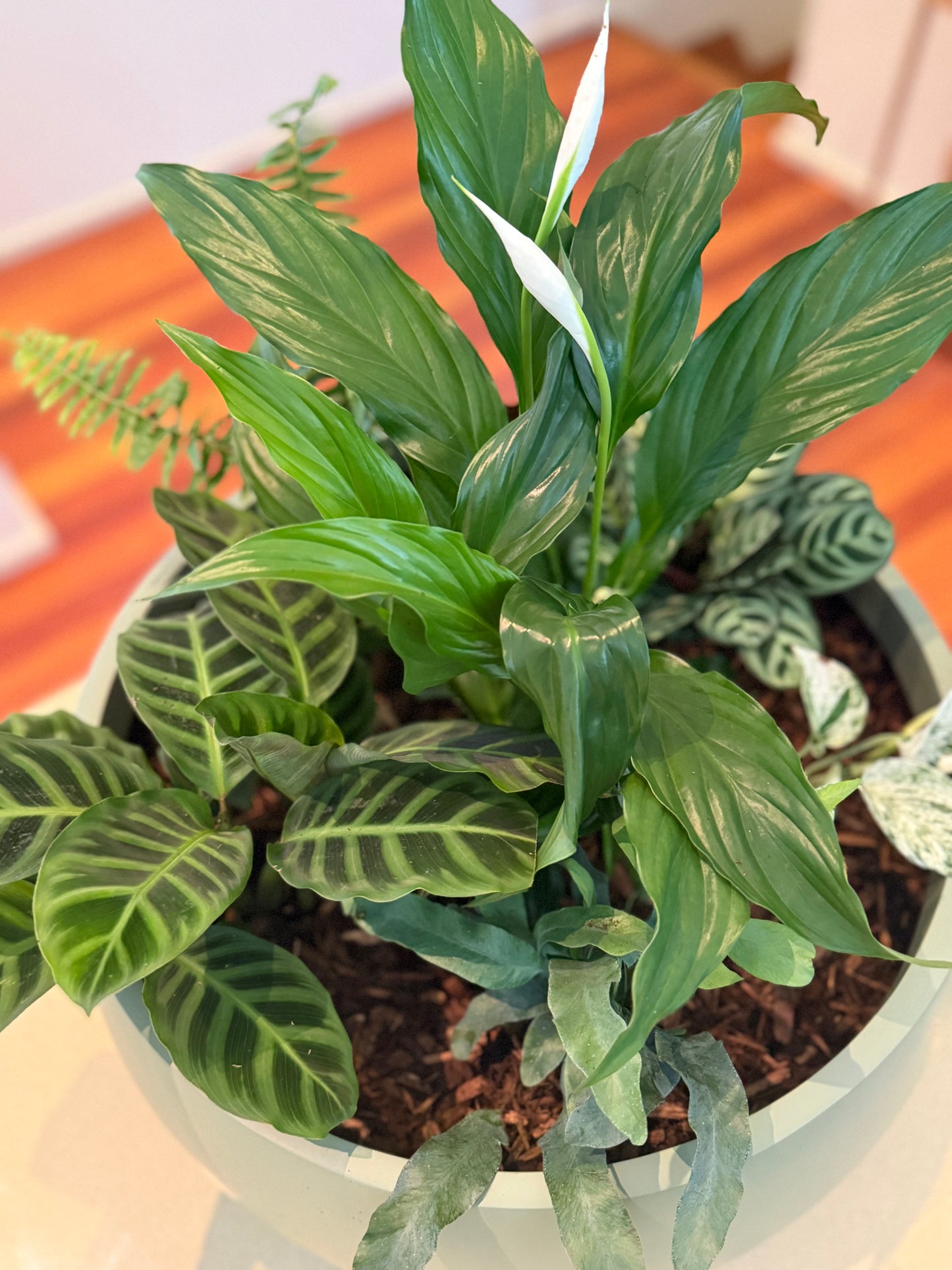 Pot & Plant Corporate Gifts - potted to order