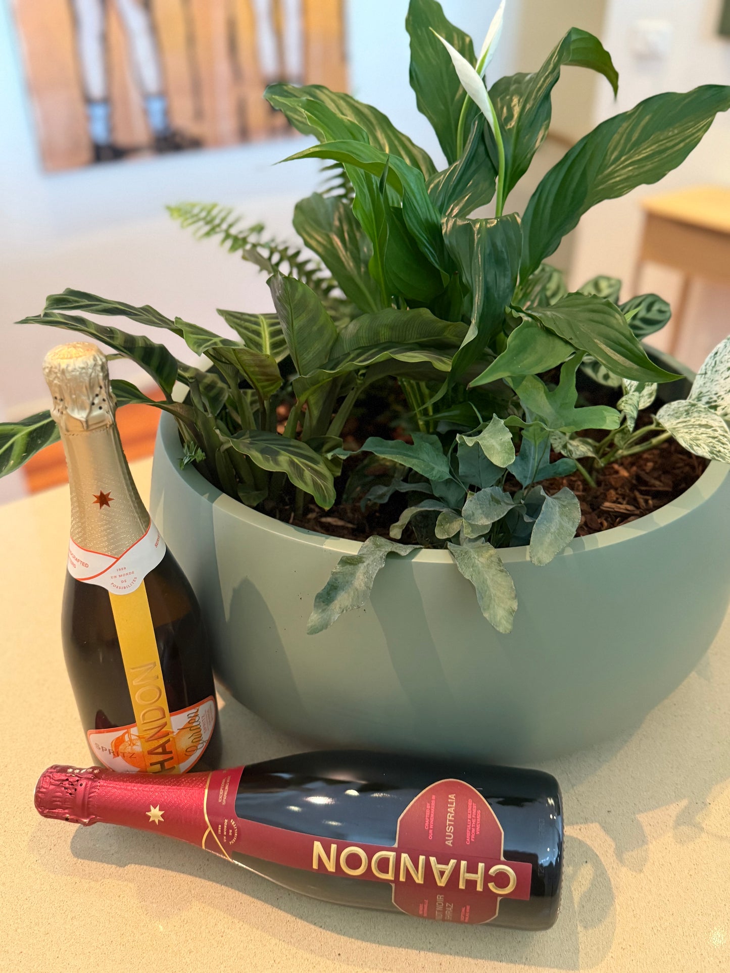 Pot & Plant Corporate Gifts - potted to order