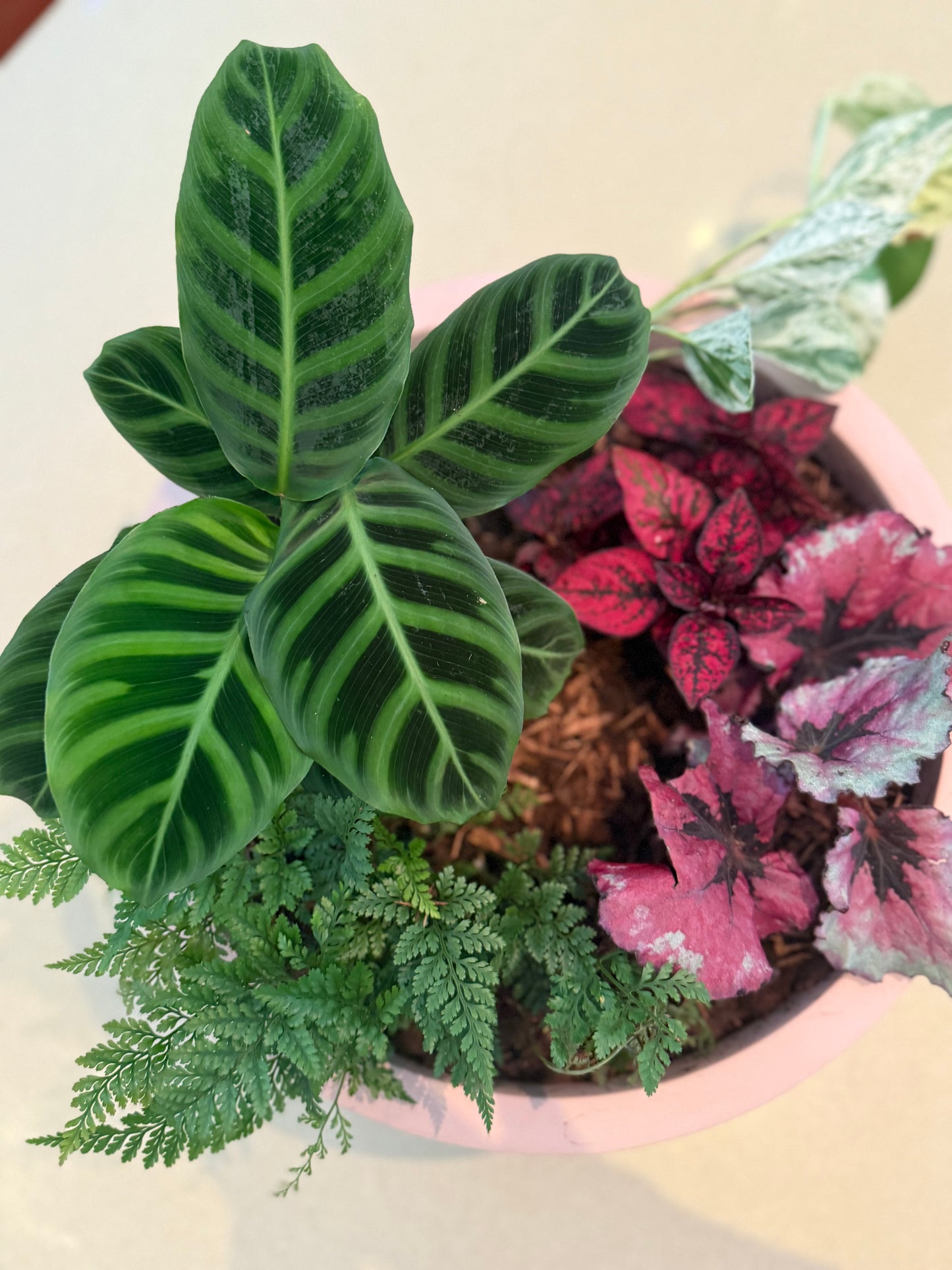 Pot & Plant Corporate Gifts - potted to order